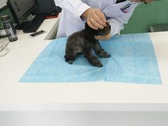 -欧奕国际动物医院