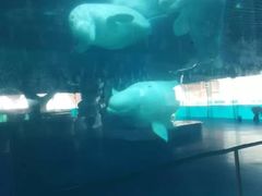 -秦皇岛乐岛海洋王国