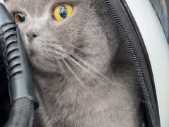 -四月宠物医院·猫专科·心脏专科·内科(转塘店)