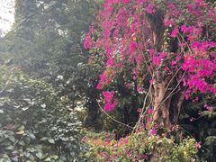 -曼听御花园