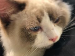 -喵喵咪呀布偶猫咖(春熙路店)