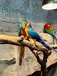 -Zoolung Zoolung动物主题公园(海信广场店)