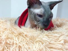 -李小姐の猫咖啡馆(五角场店)