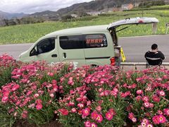 -桑洲油菜花景区