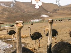 -新疆天山野生动物园