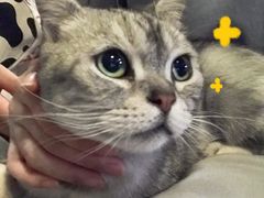 -猫猫幼稚园·撸猫·桌游·电玩