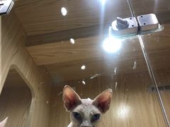 -屋虎猫馆(宝安大仟里店)