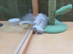 -帕帕拉兹宠物(亚洲旗舰店)