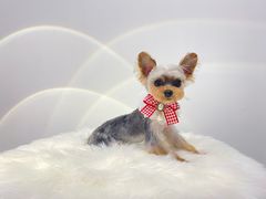 -comecome来吧宠物(奥克斯中心店)