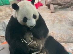 -海南热带野生动植物园