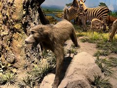 -国家自然博物馆