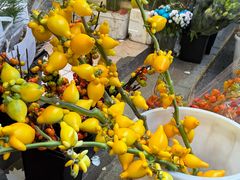 -循礼门鲜花花市(武汉循礼门店)