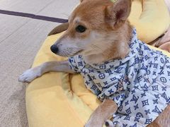 -逗柴咖啡屋·狗咖猫咖宠物桌游