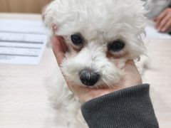 -米苏动物医院·犬猫专科·骨科外科内窥镜
