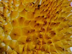 金枕头榴莲-全而廉(靖宇中路店)