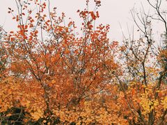 -永定河休闲森林公园