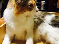 -more than meow吴止猫主题餐厅(承德 中船汇店)