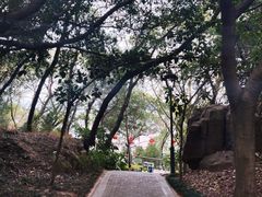 -金鸡山公园