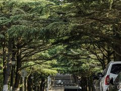 -八大关景区