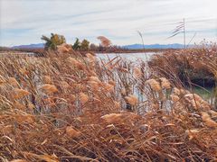 -野鸭湖国家湿地公园