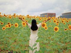 -光明小镇欢乐田园