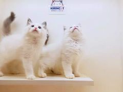-十年猫舍·猫咪专门店(普陀店)