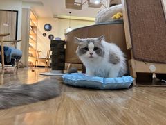 -滚猫咖啡·猫咖·猫友好撸猫(未来城店)