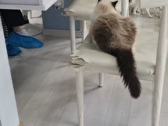 -喵的天空名猫咖啡馆·撸猫·猫舍·用品