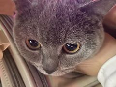 -瑞派康怡24h宠物医院·犬猫医疗中心·微创绝育(瑞景分院)