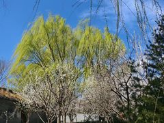 -春风习习