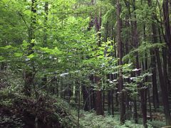 -波尔登森林公园