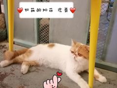 -喵屿·大理花园猫咖