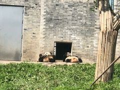 -都江堰中华大熊猫苑