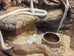 -萌宠奇缘(荣鼎店)