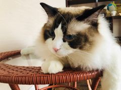 -蓝鲸·缅因猫舍