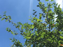 -桤木河湿地公园