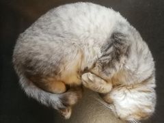 -天使咖啡(兴新街店)