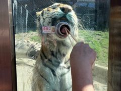 -横道河子东北虎林园