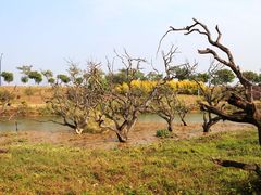 景点-鹤之洲湿地公园