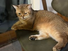 -猫爪屋猫咖(乐汇城店)