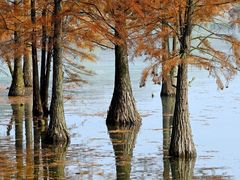 -白鹭湾湿地公园