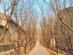 -杨柳青庄园