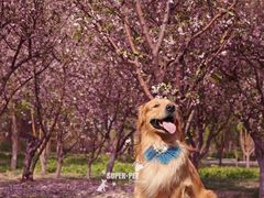 -超宠爱宠物摄影-Super pet