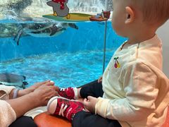 -帝企鹅自助餐厅•儿童岛•真企鹅(长隆企鹅酒店)