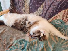 -喵屿·大理花园猫咖