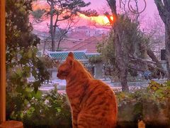 -海边的猫和咖啡馆