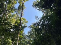 -西双版纳原始森林公园