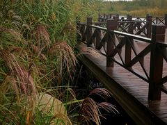 -黄海国家森林公园