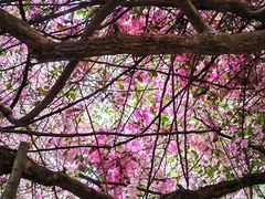 -深圳国际园林花卉博览园