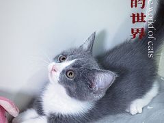 -70cat德文卷毛猫·缅因猫纯种猫舍